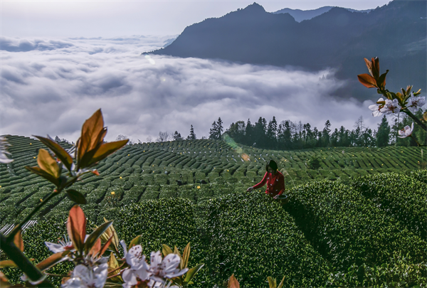 恩施花枝山有机茶园基地简介