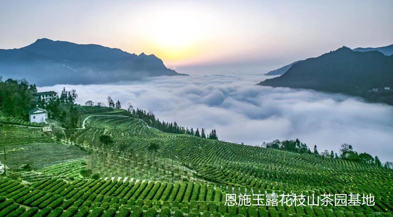 特讯！恩施玉露申遗成功